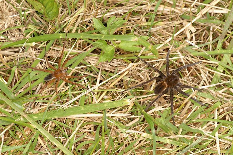 Dolomedes_plantarius_D5150_Z_91_Canal du Nivernais_Frankrijk.jpg